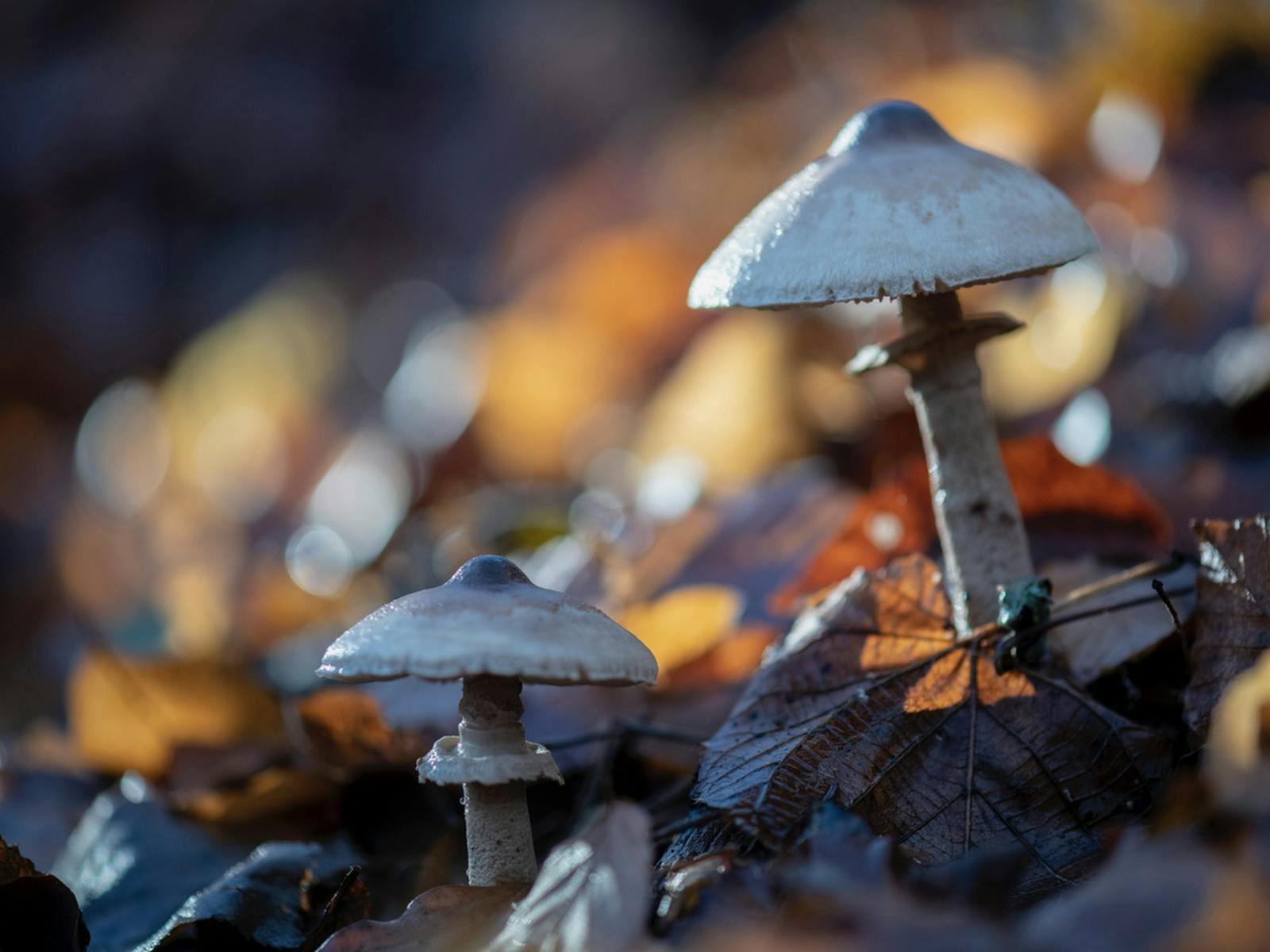 Fungi in forest
