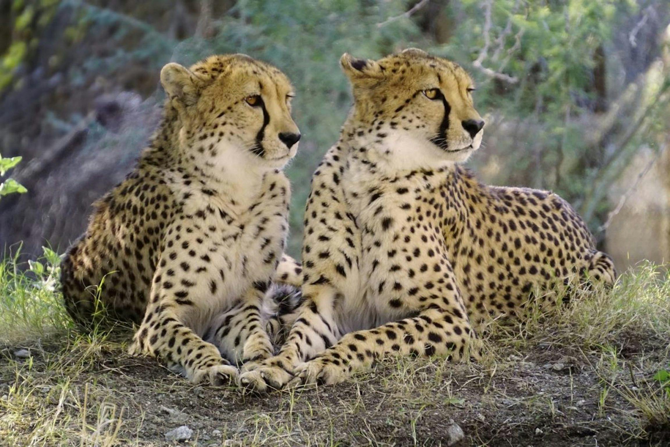 Meet our Cheetahs.