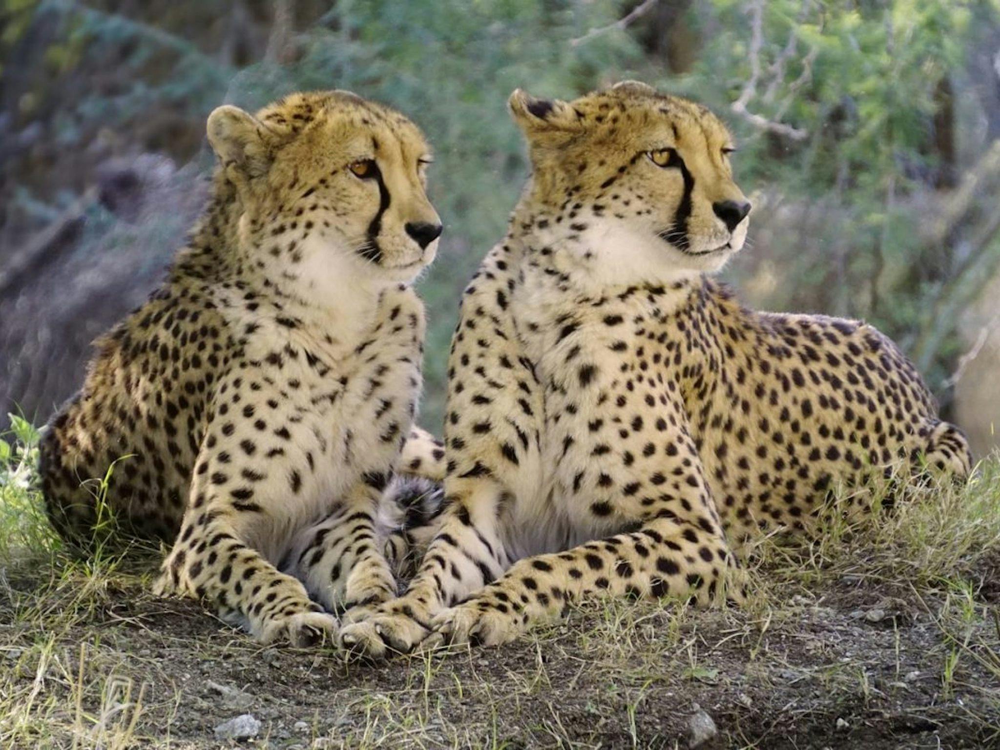 Meet our Cheetahs.