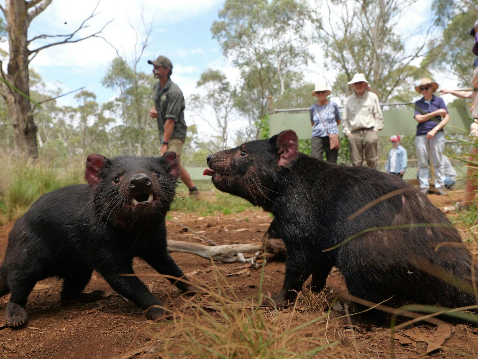 Two Tasmanian Devil joeys with a group of people in the background viewing them.