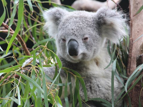 Sydney Opera House and Aussie Animals Private tour