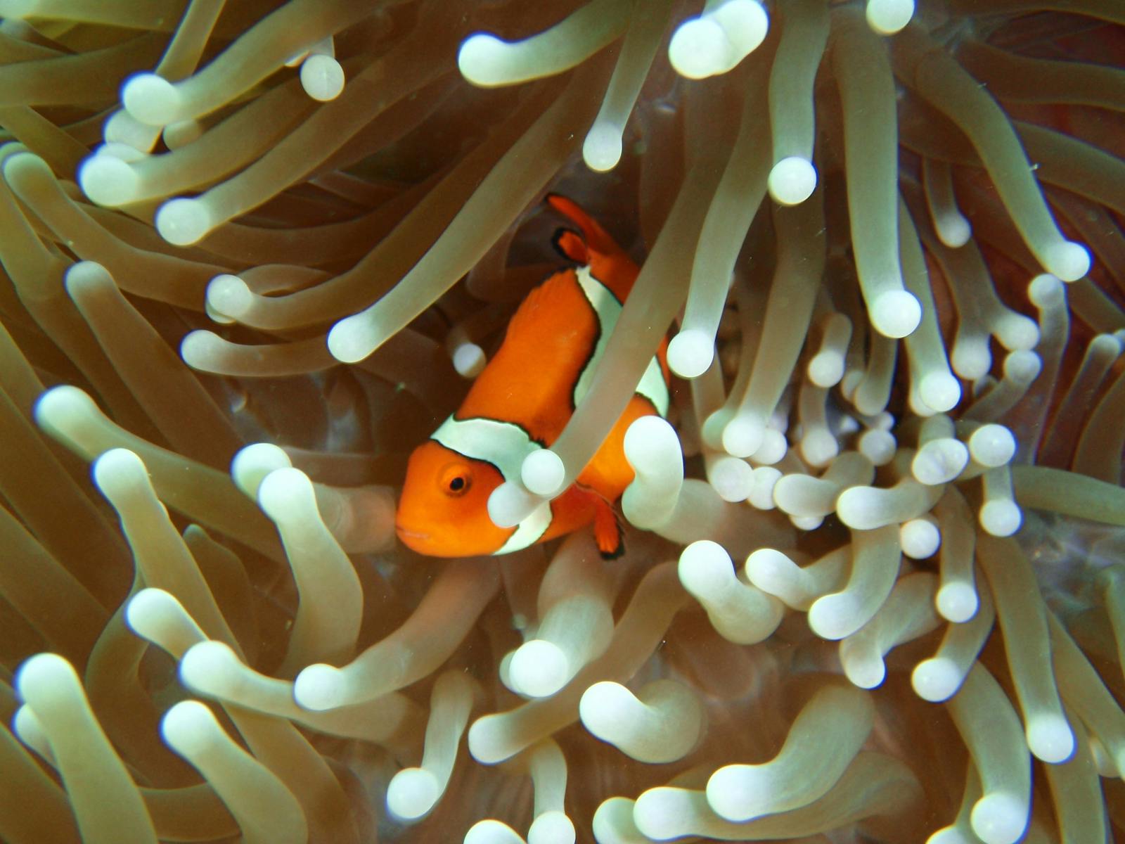 Clown Fish