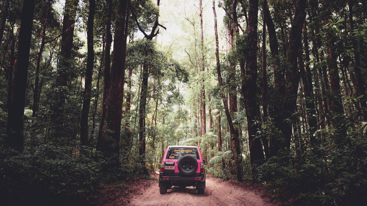 Fraser Island Rainforest