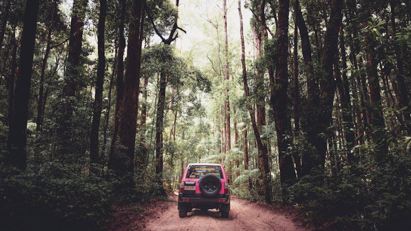 Fraser Dingo Four Wheel Drive Adventures
