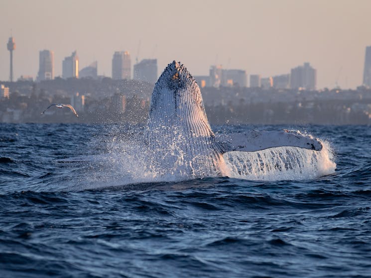 Humpback Whale Sydney