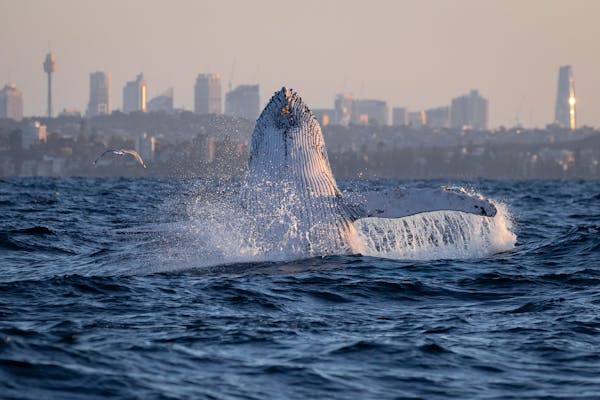 Go Whale Watching Sydney