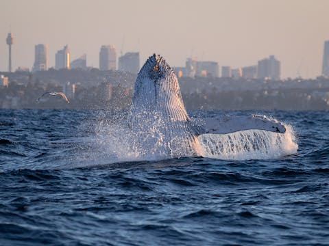 Go Whale Watching Sydney