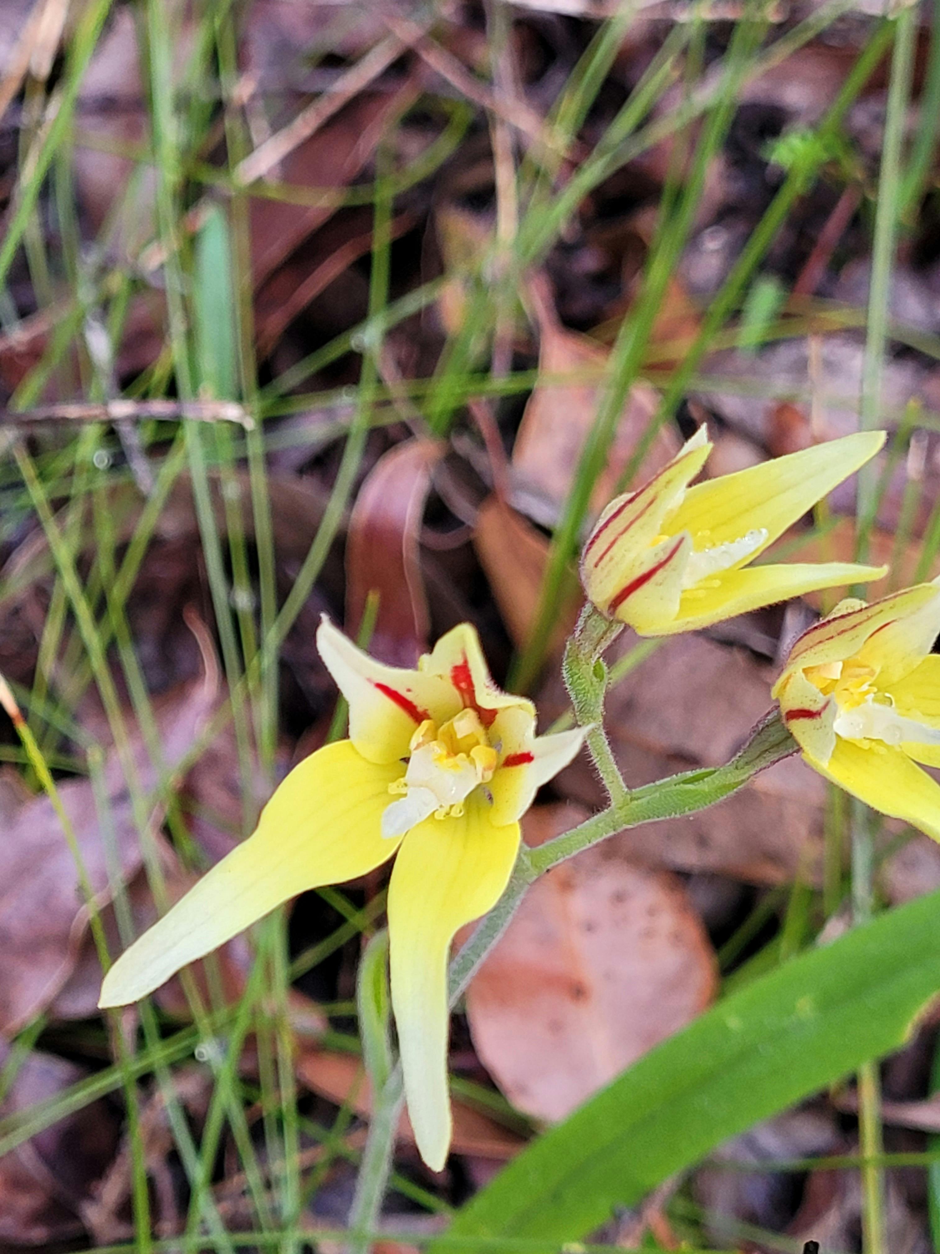 Orchids