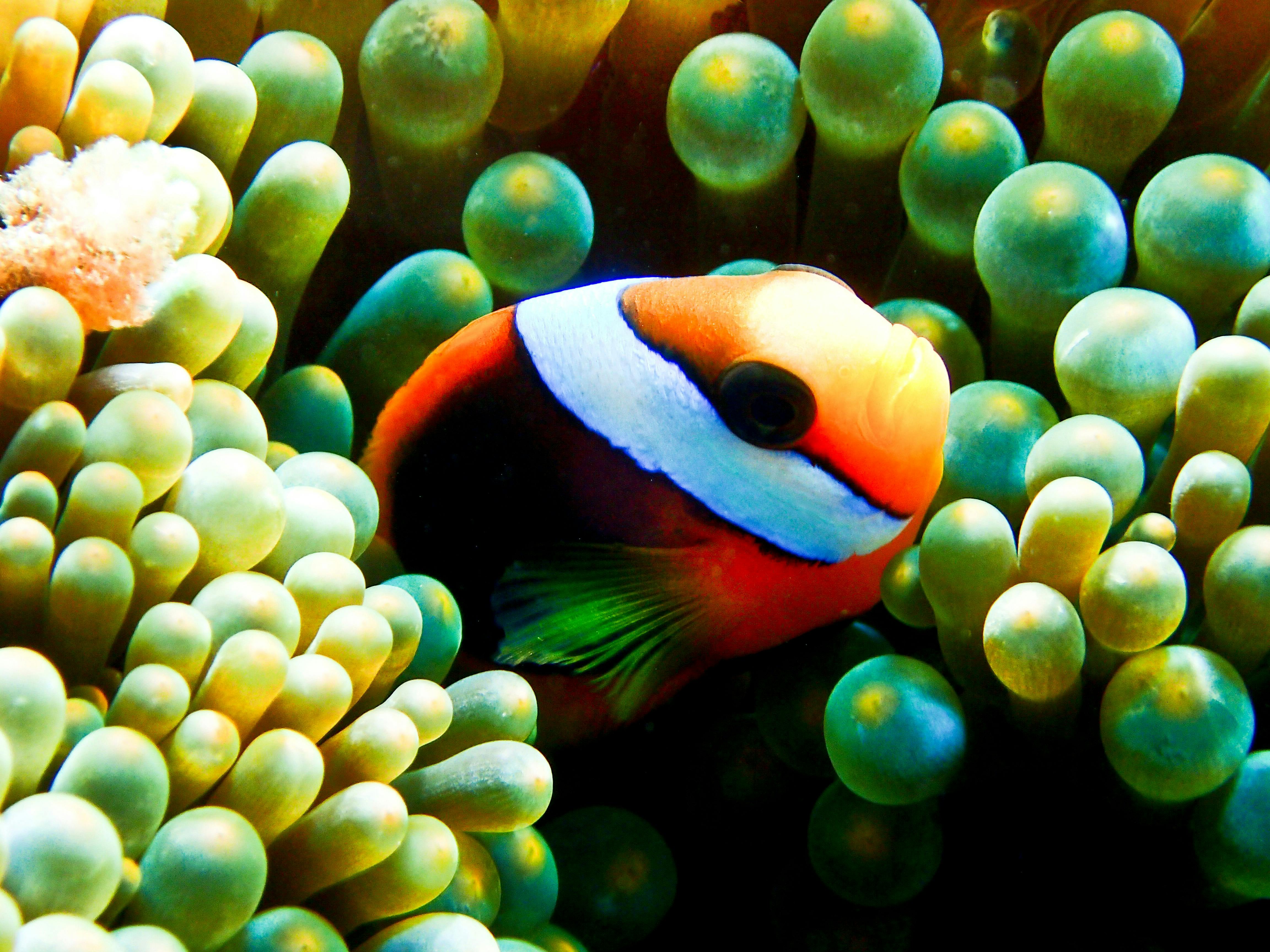 Pristine Outer Barrier Reef Dive and Snorkel locations