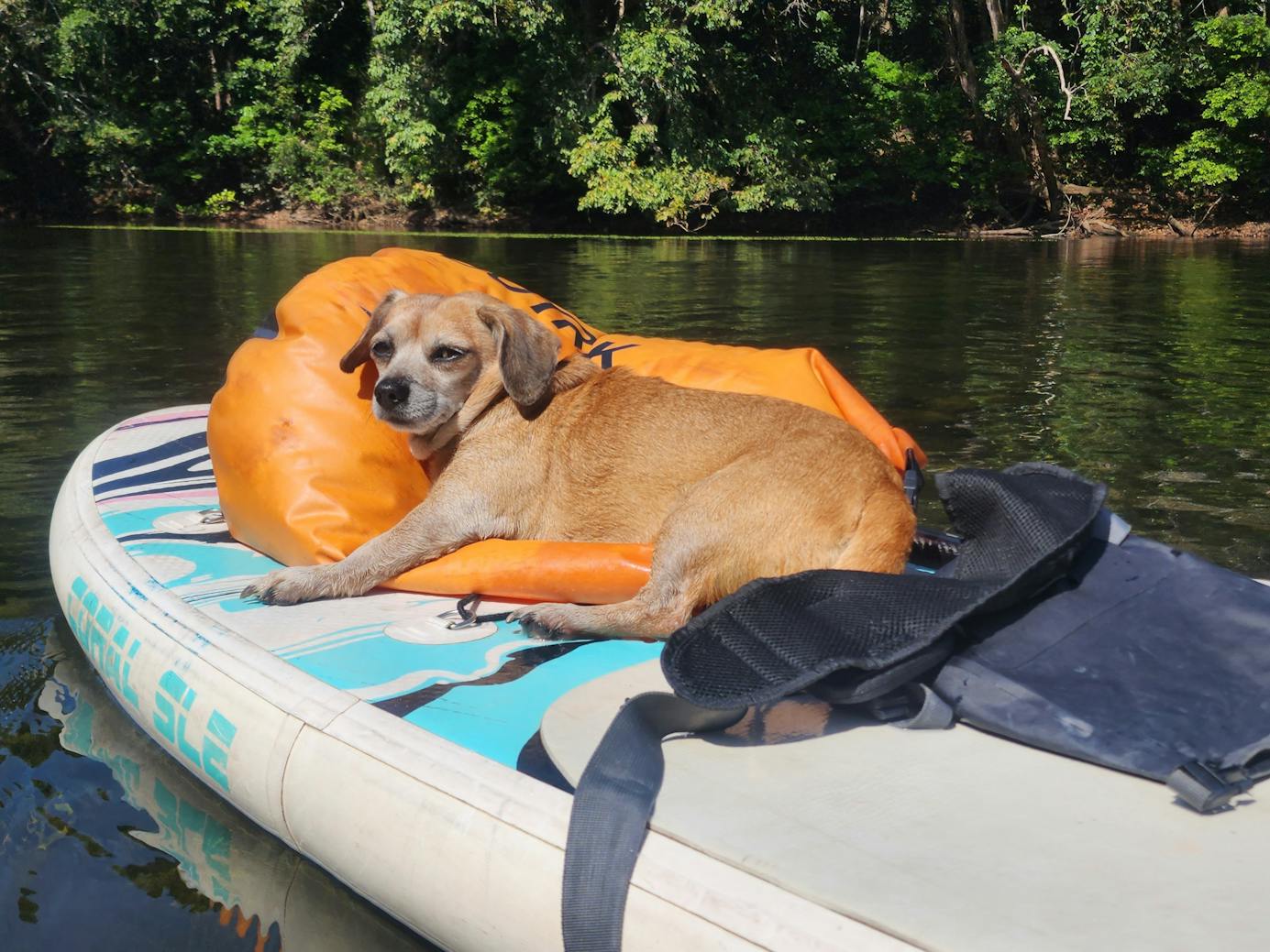 What'SUP Cairns Paddle Boarding Cairns & Great Barrier Reef
