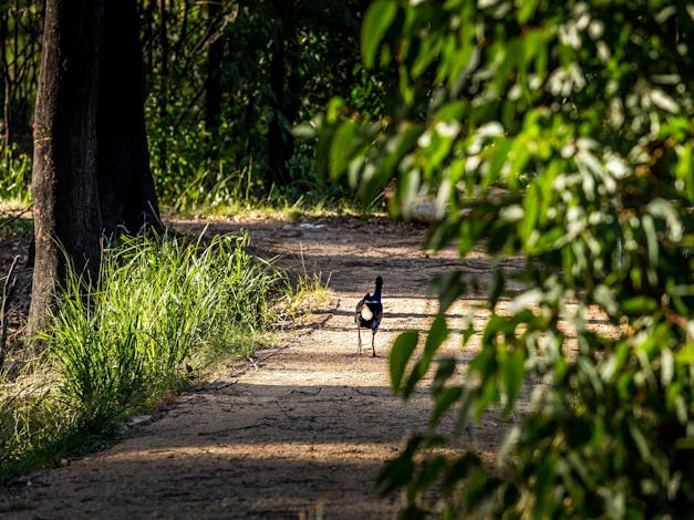 Eurobodalla Regional Botanic Garden
