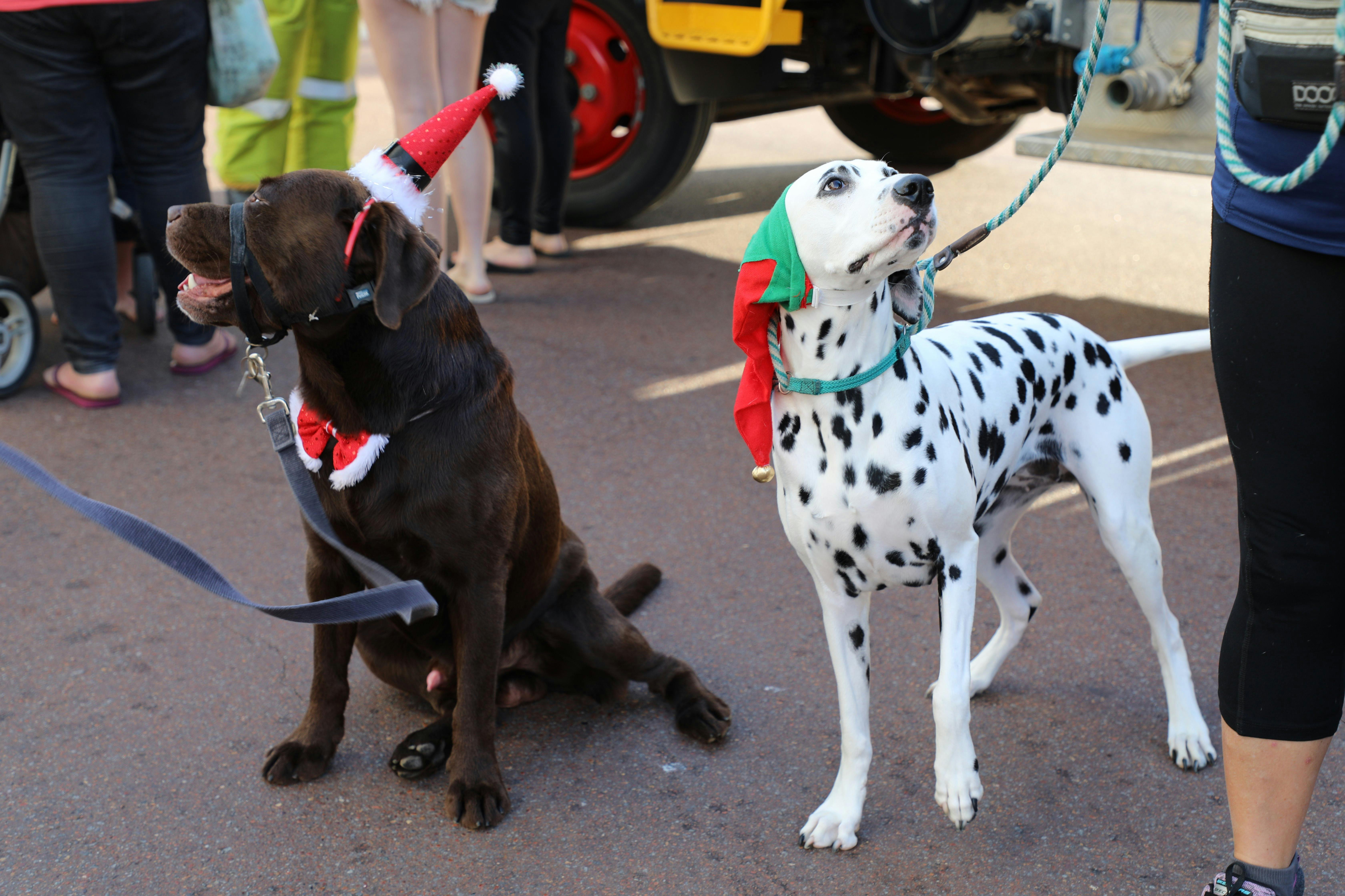 Christmas on the Terrace