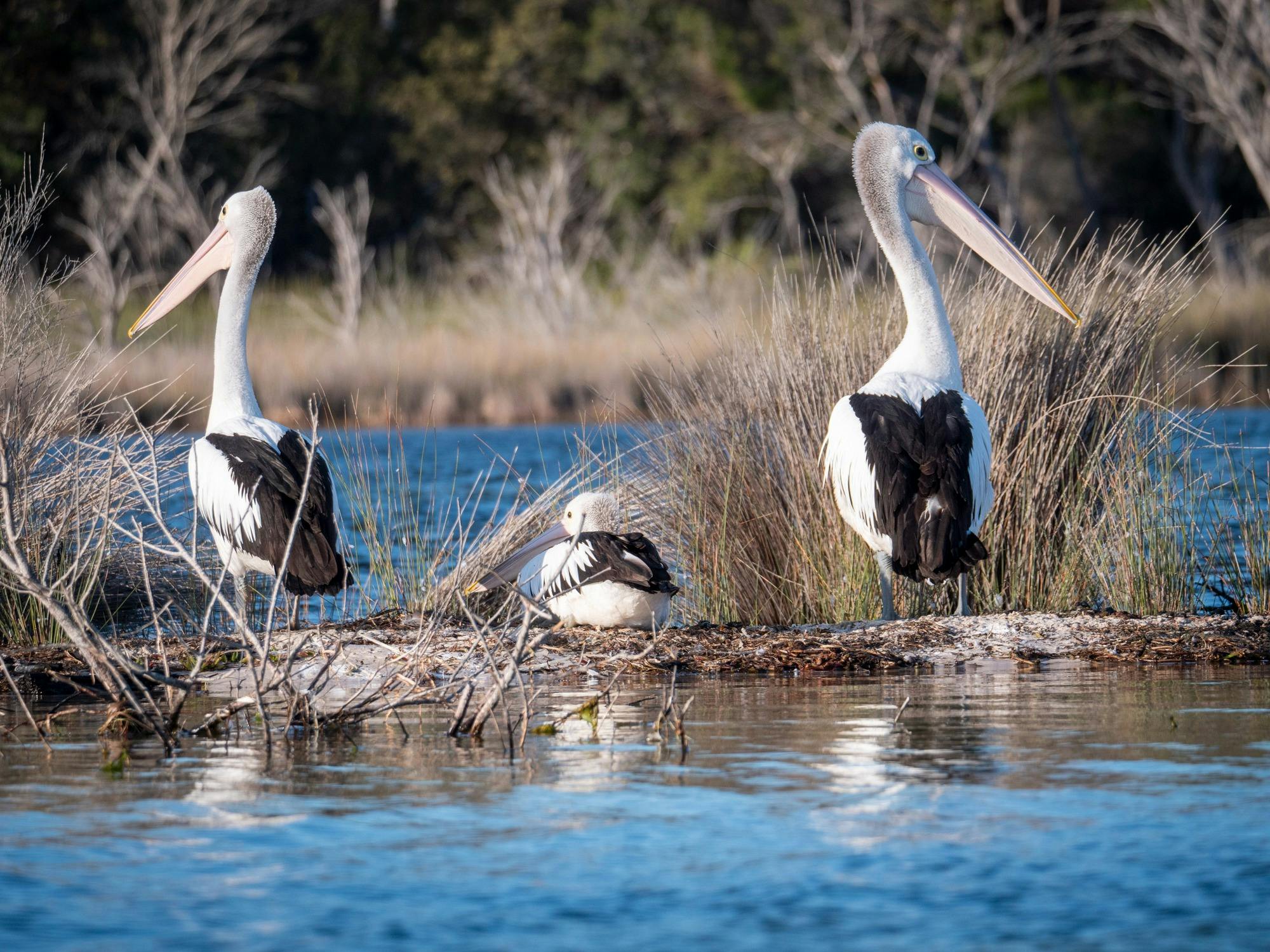 A group of pelicans gathered on a small, sandy island in the middle of a lake.