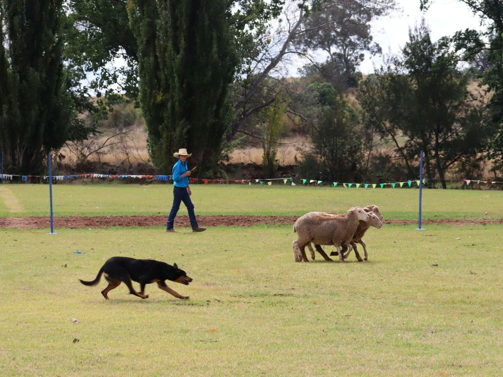 Dog and handler on field working sheep