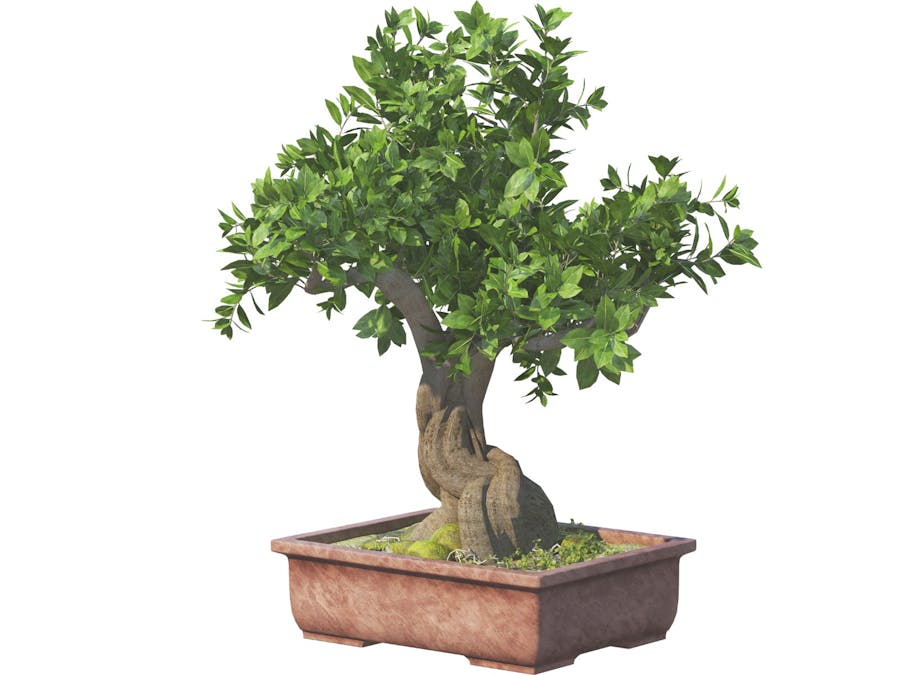 Bonsai Workshop