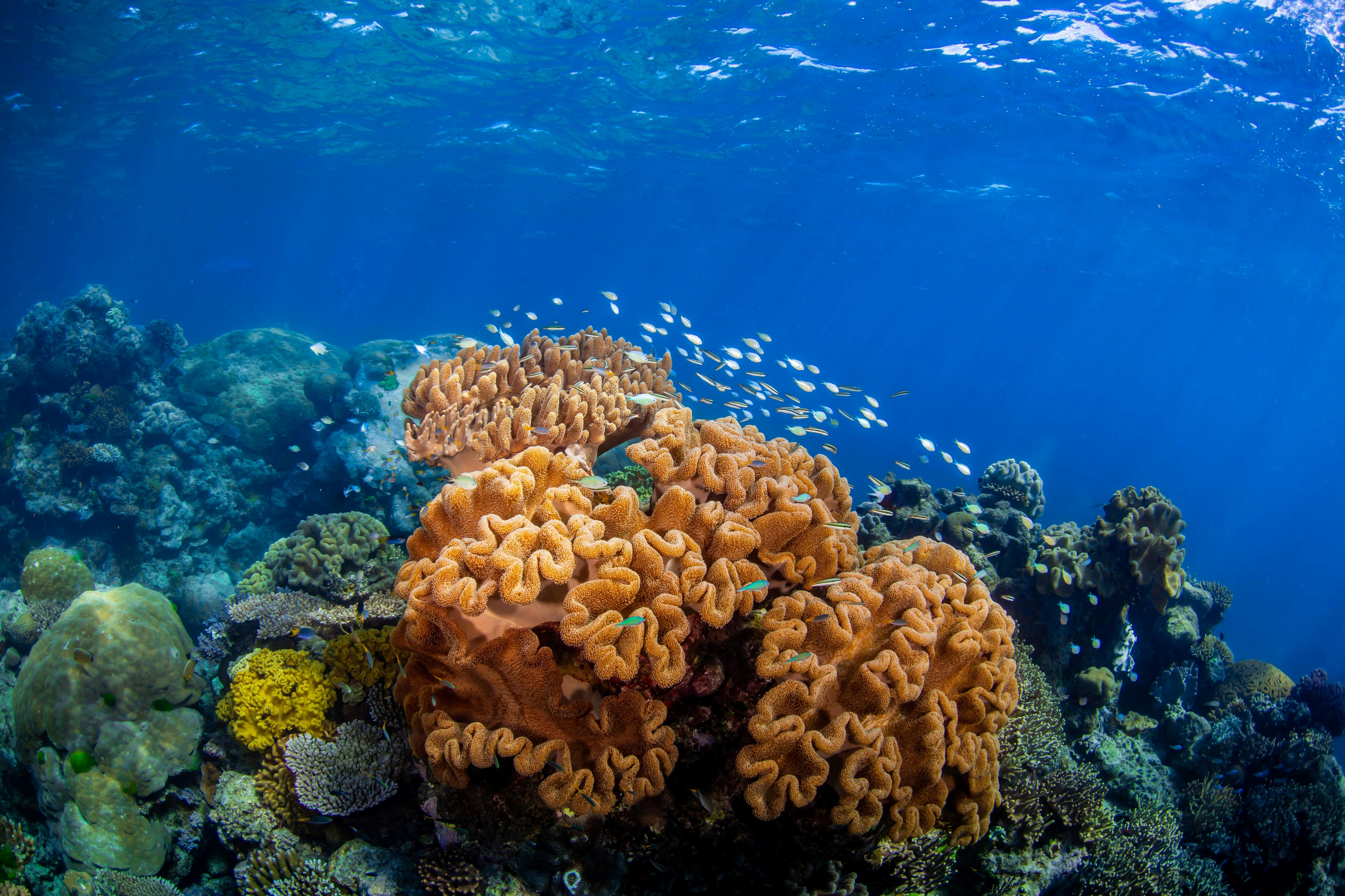 Beautiful photo of a large coral structure on the great barrier reef