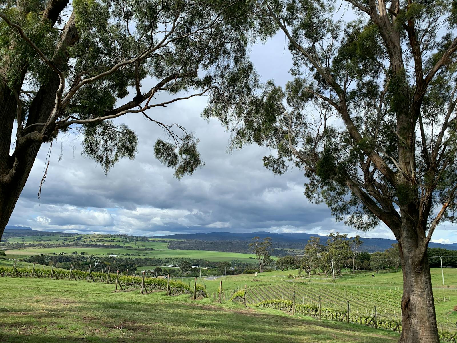 Trees, clouds and grape vines