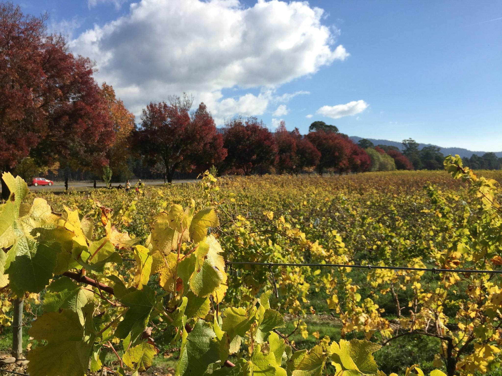 Autumn leaves in the vineyard