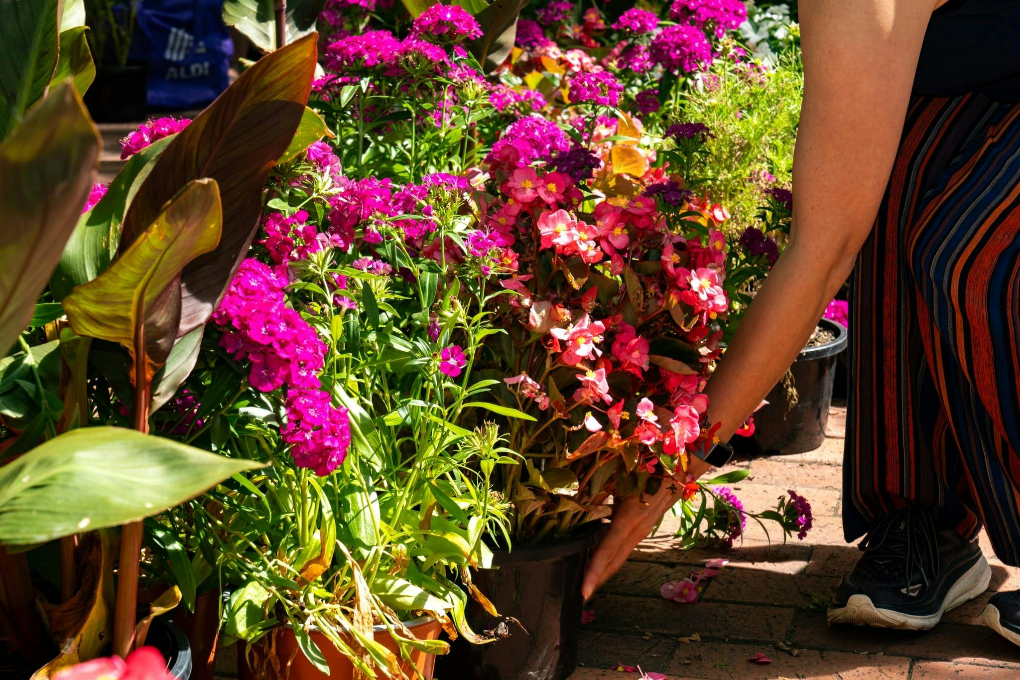 A photo of a person picking up some flower pots
