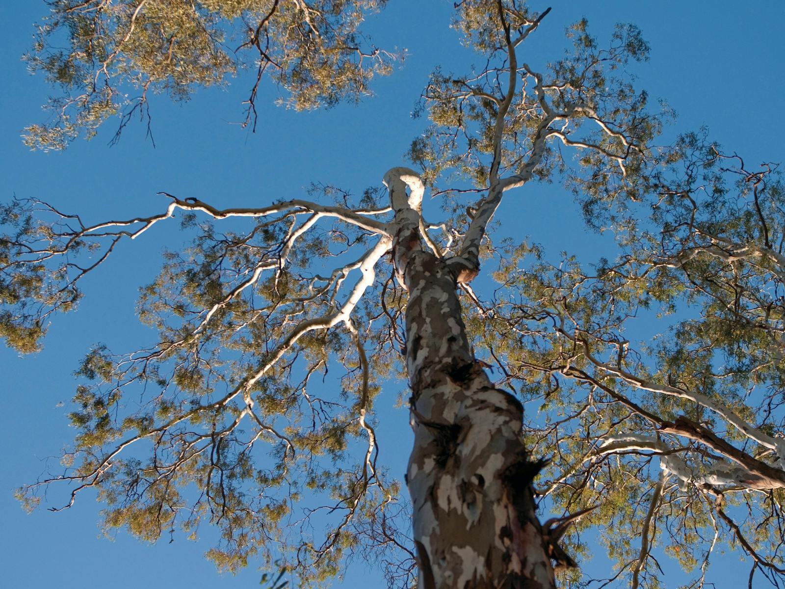 Barmah National Park
