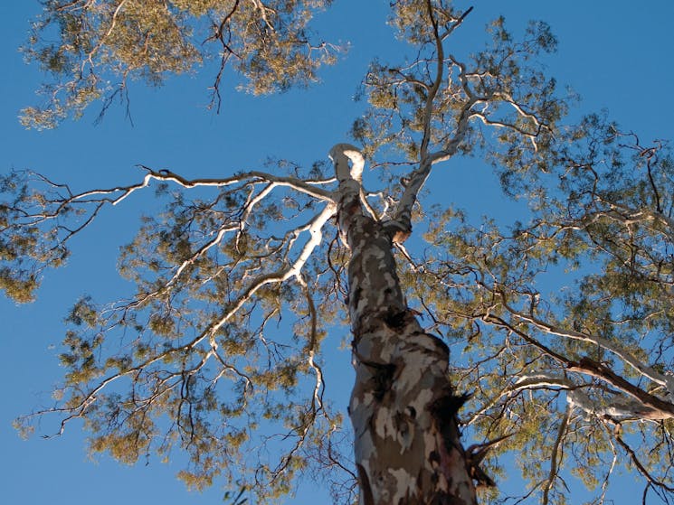 Barmah National Park