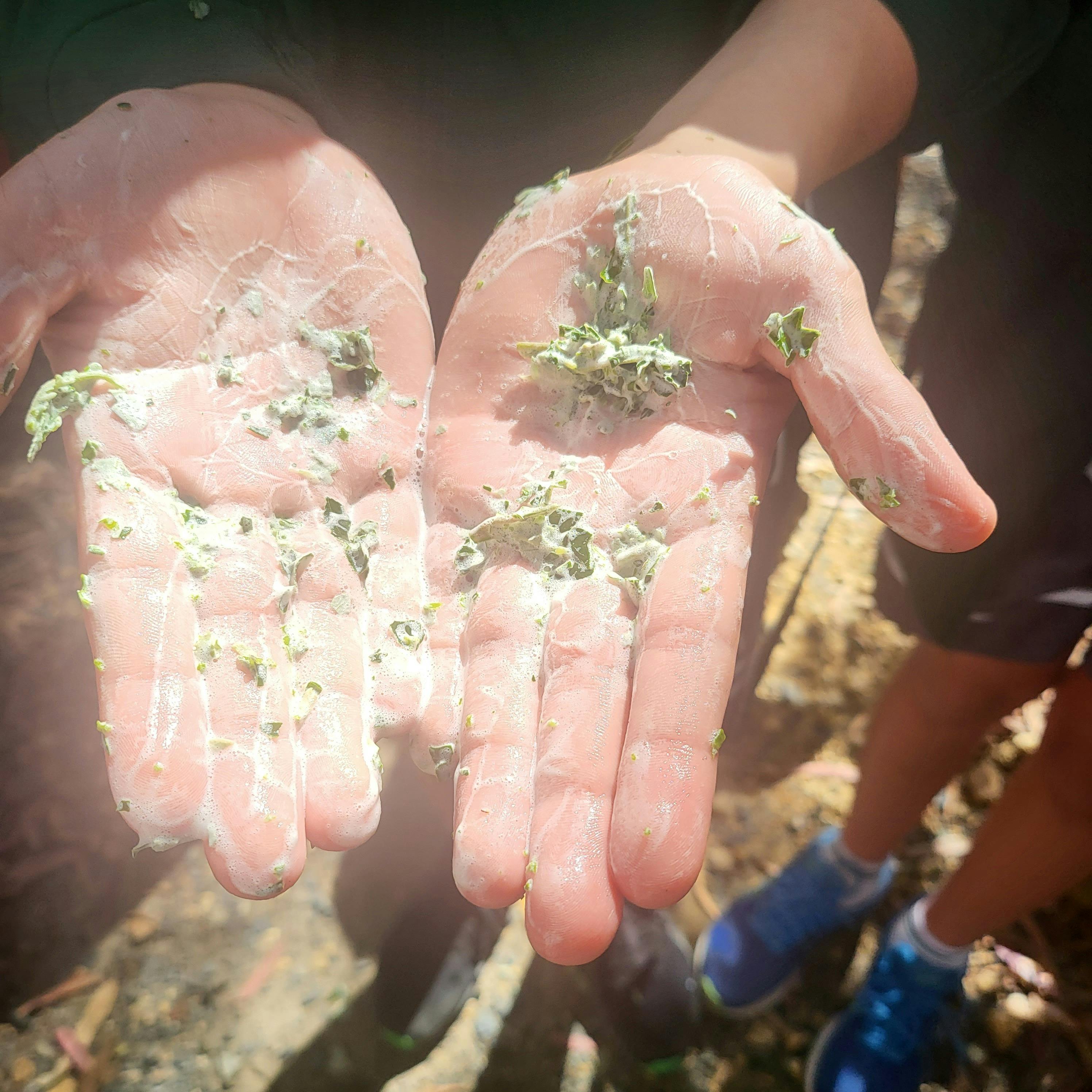 This is a plant that the Yuwi people used for many reasons and you will learn about this and more.