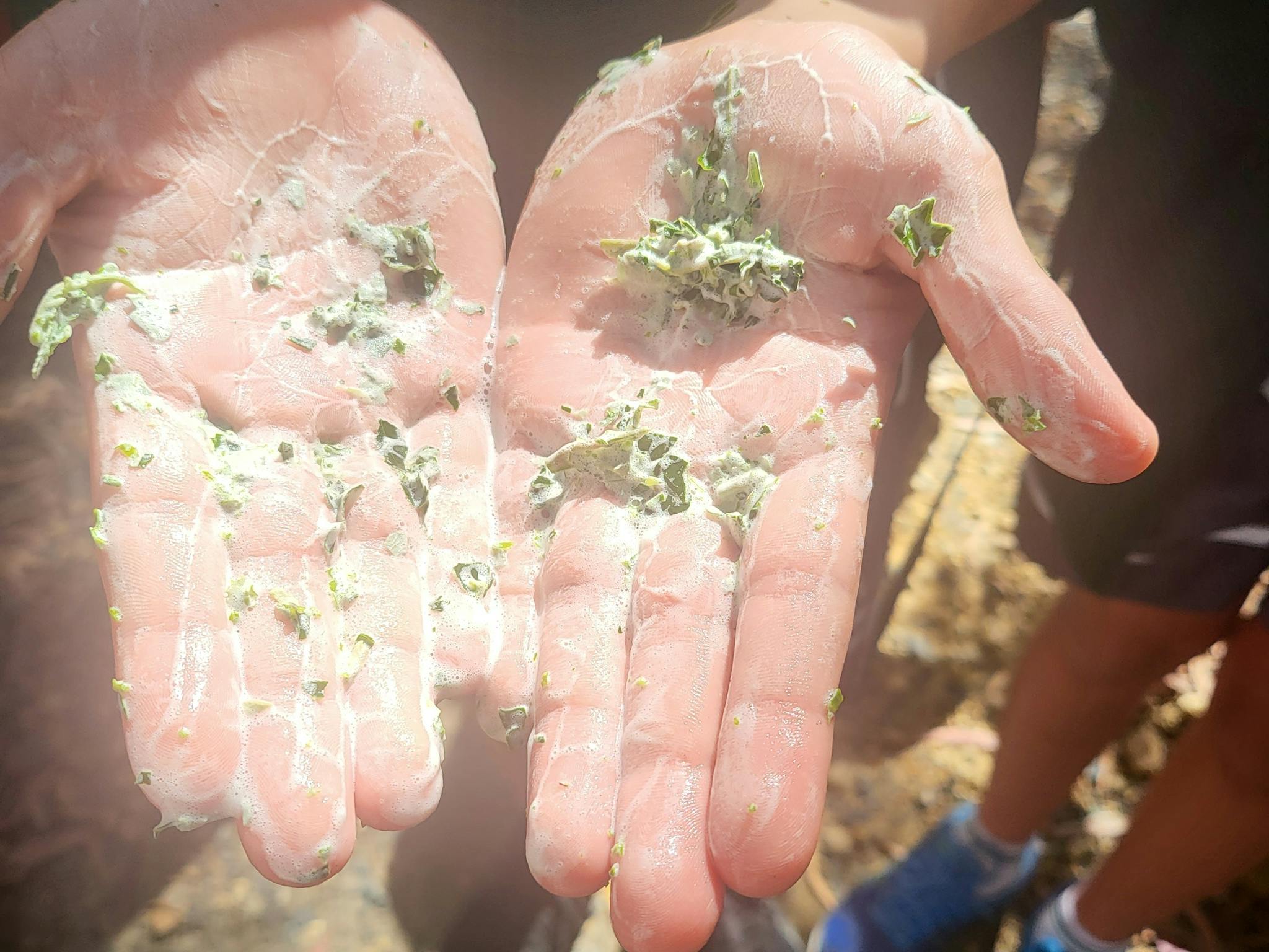 This is a plant that the Yuwi people used for many reasons and you will learn about this and more. This is a plant that the Yuwi people used for many reasons and you will learn about this and more.