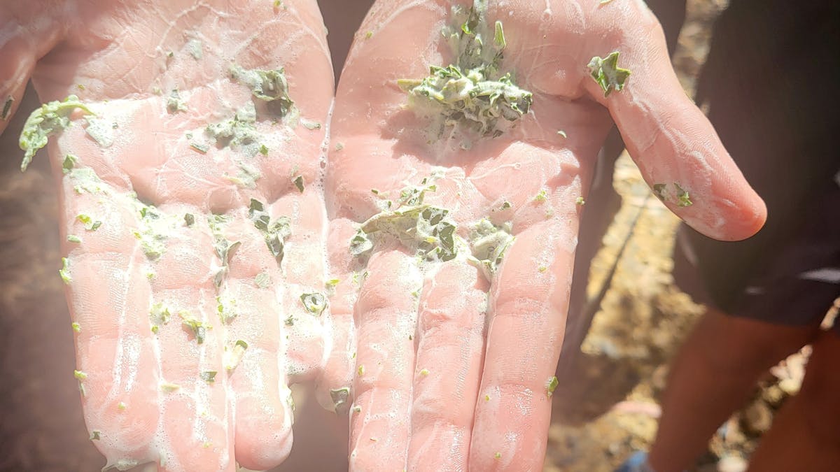 This is a plant that the Yuwi people used for many reasons and you will learn about this and more.