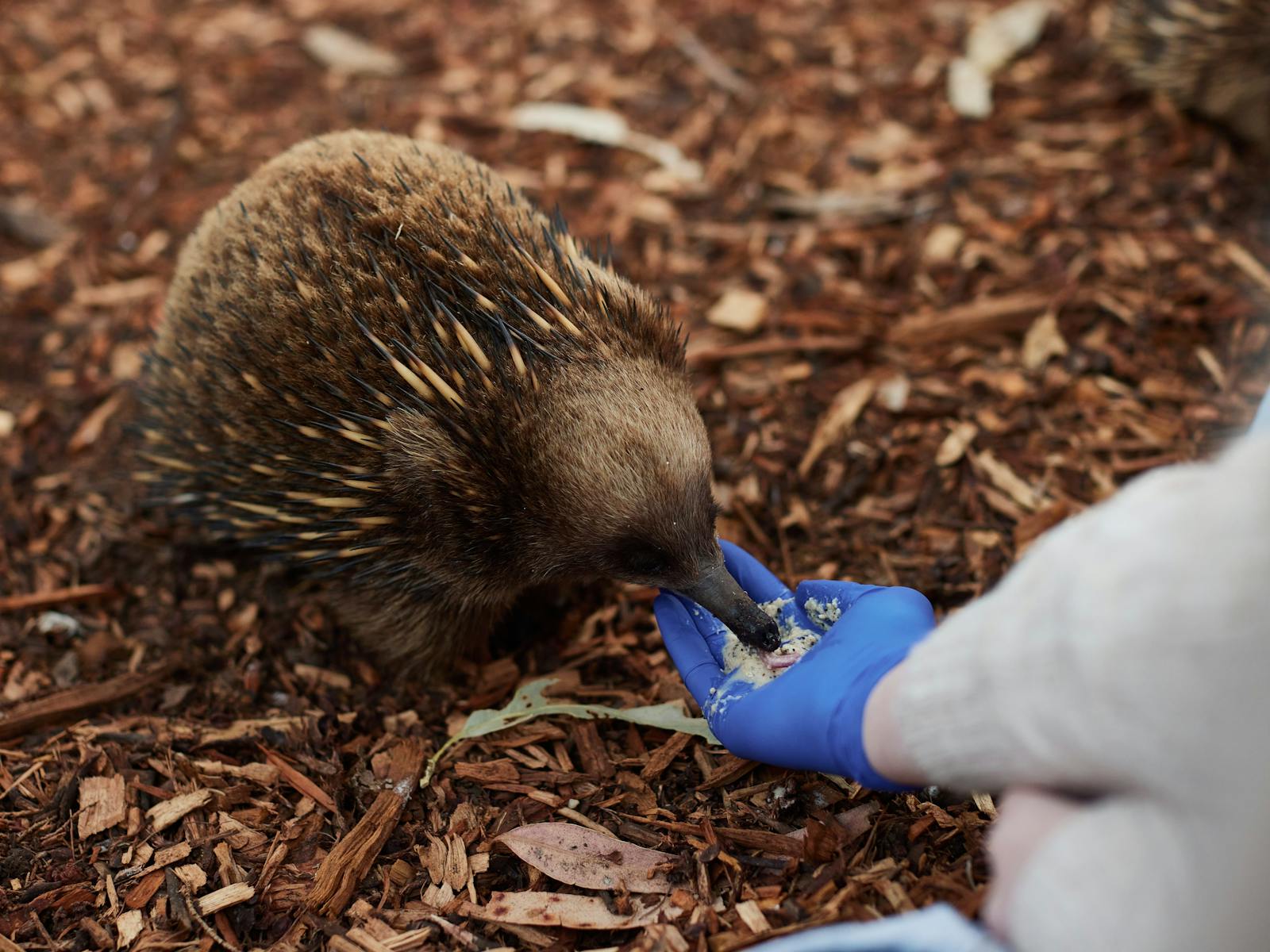 Bonorong Wildlife Sanctuary