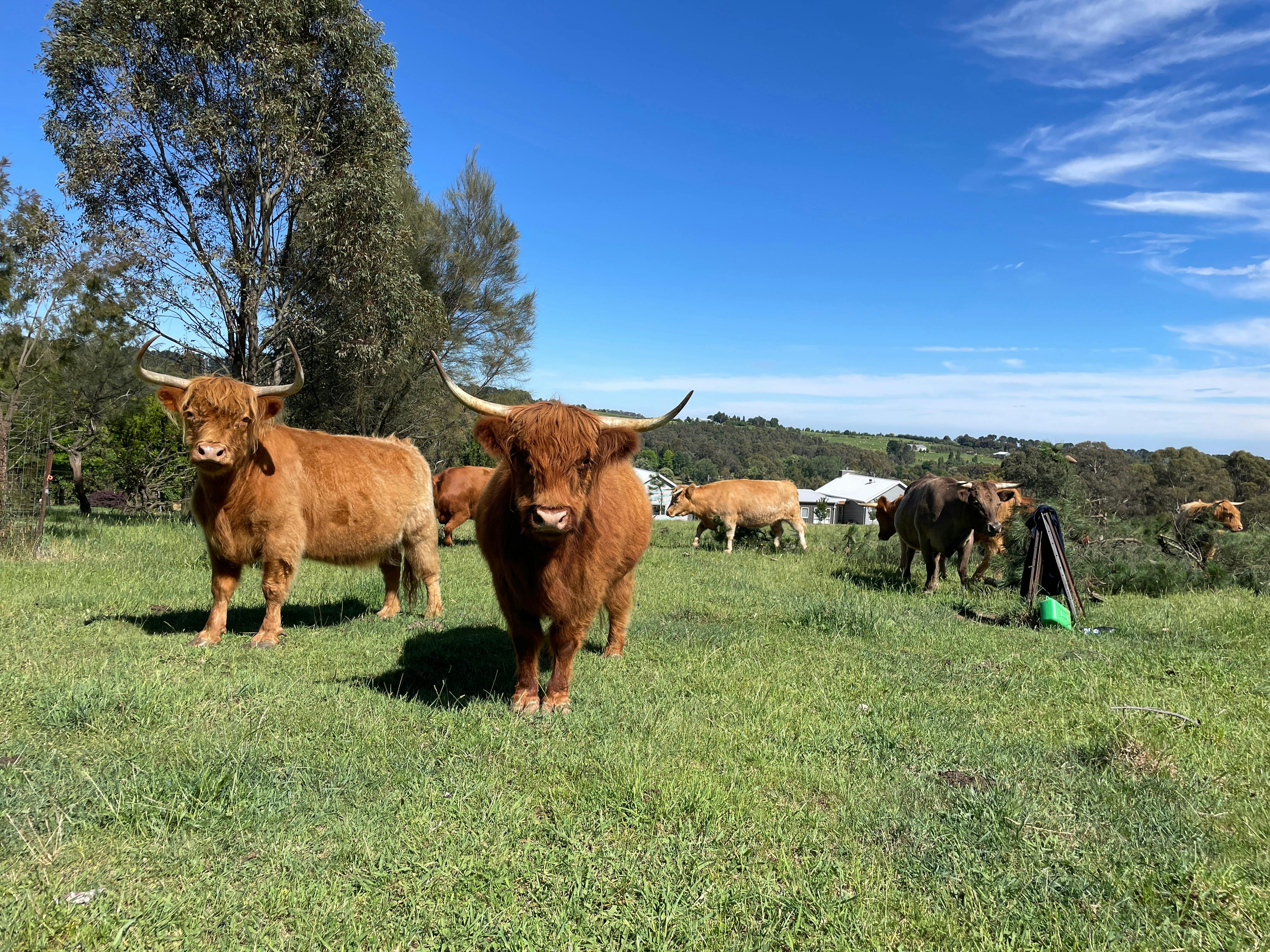 Highland Cows