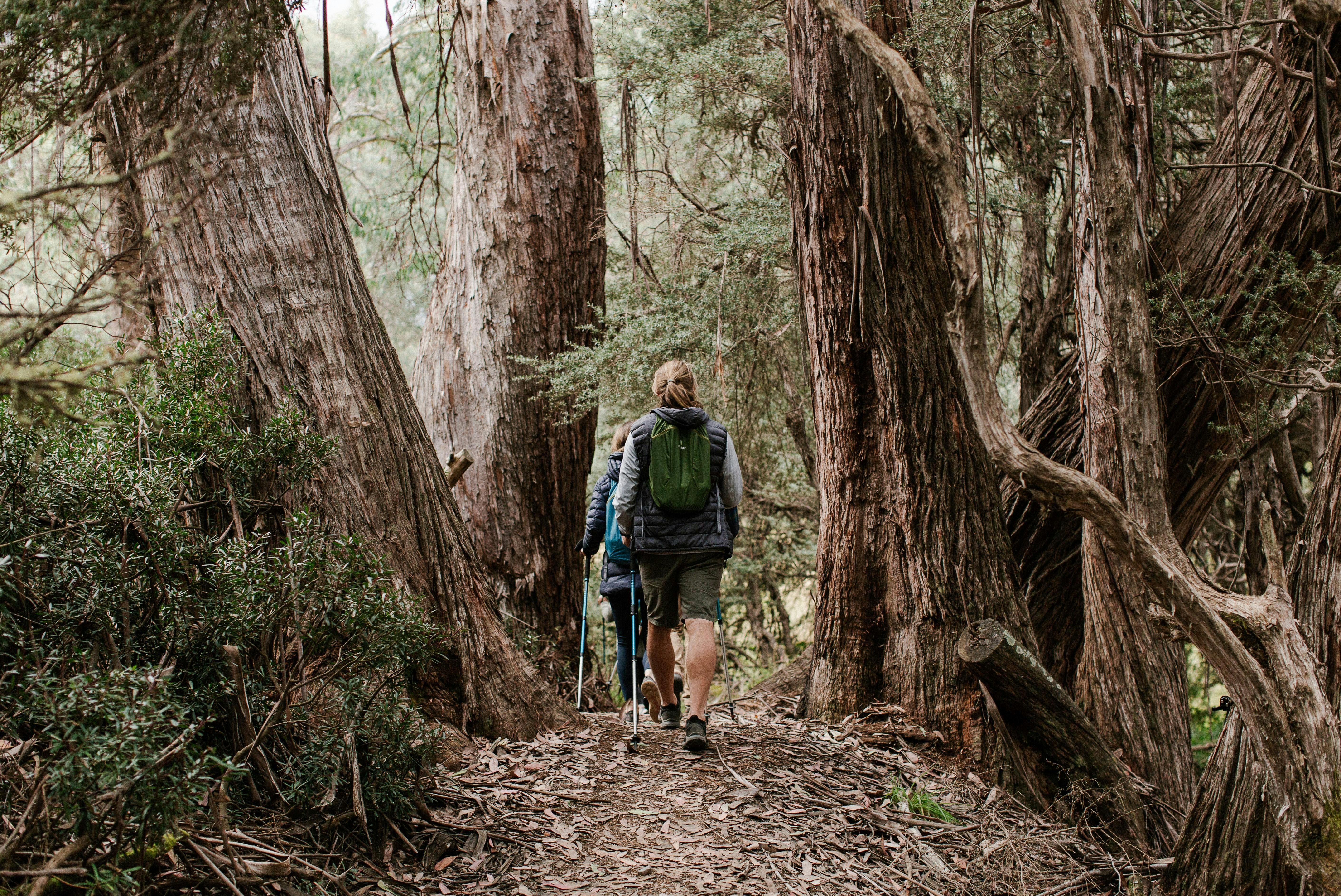 A section on the trail to Craig's Hut with mysterious old trees.