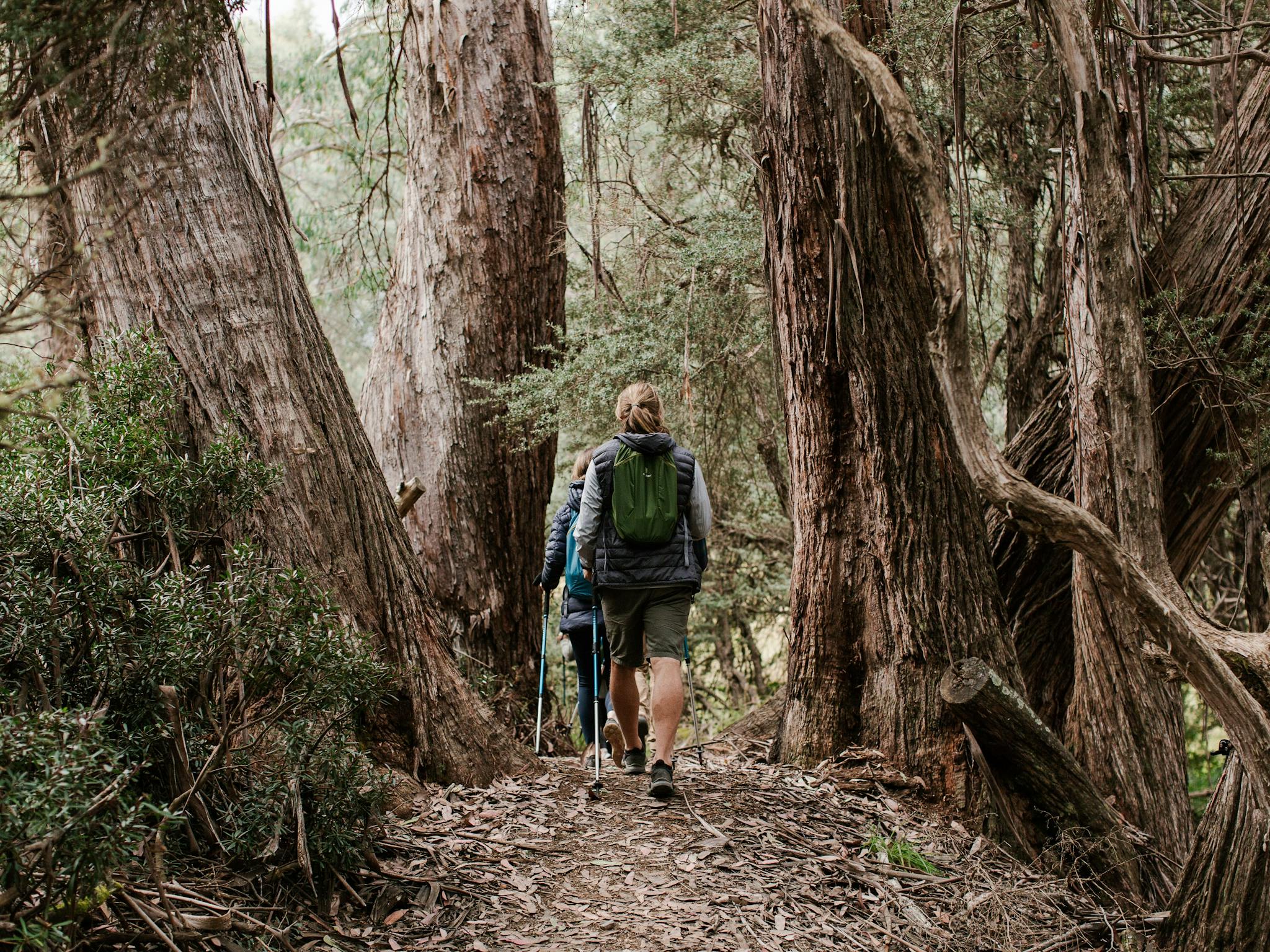 A section on the trail to Craig's Hut with mysterious old trees.