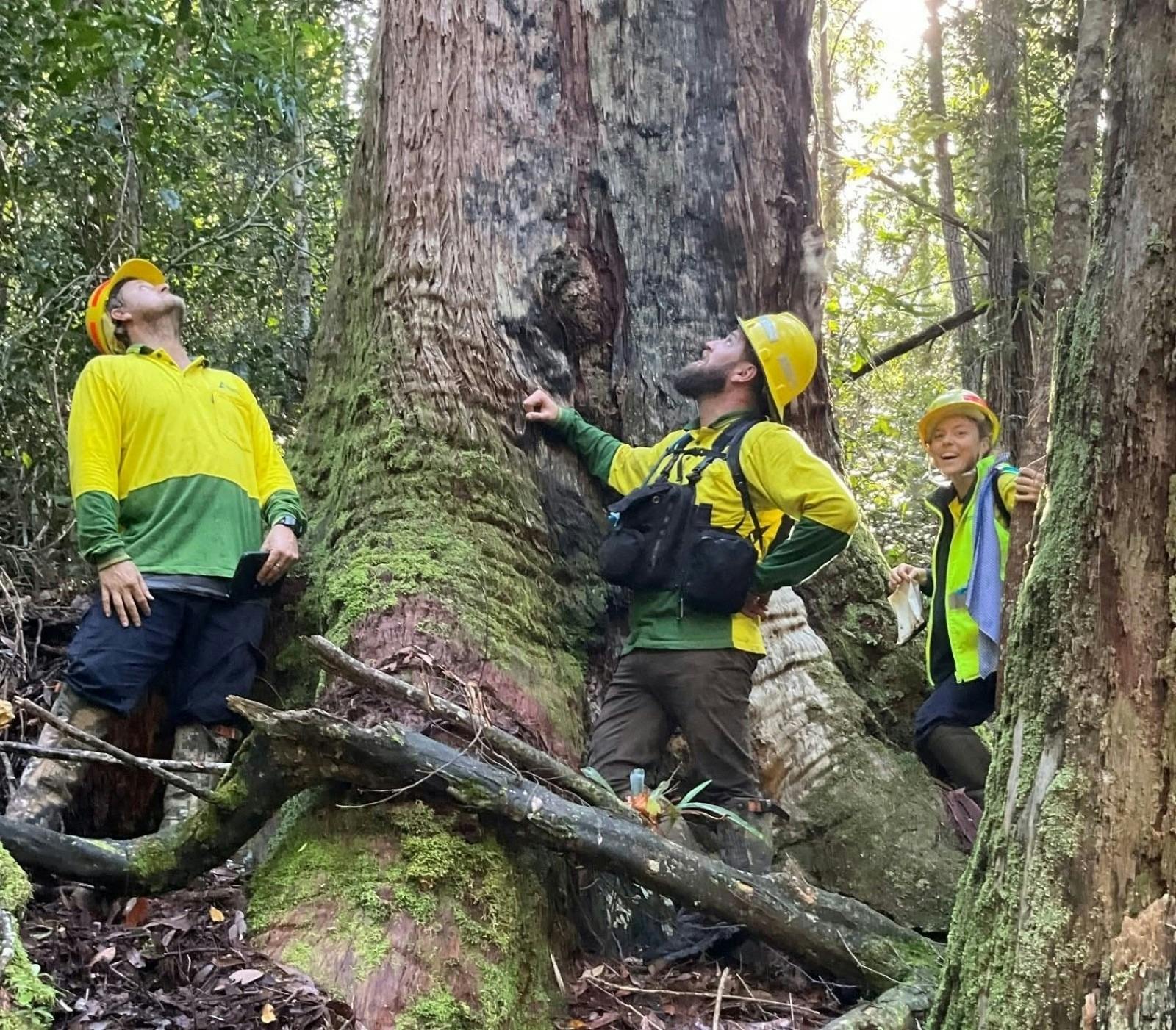 A tree  over a 100 years old