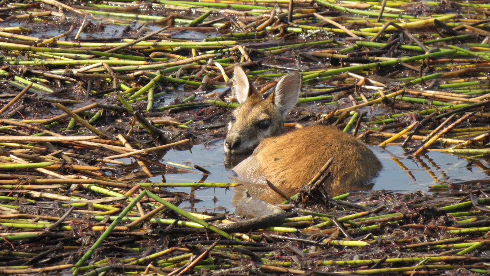 NT Bird Specialists, Birdwatching & Photography Safaris