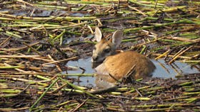 Agile Wallaby