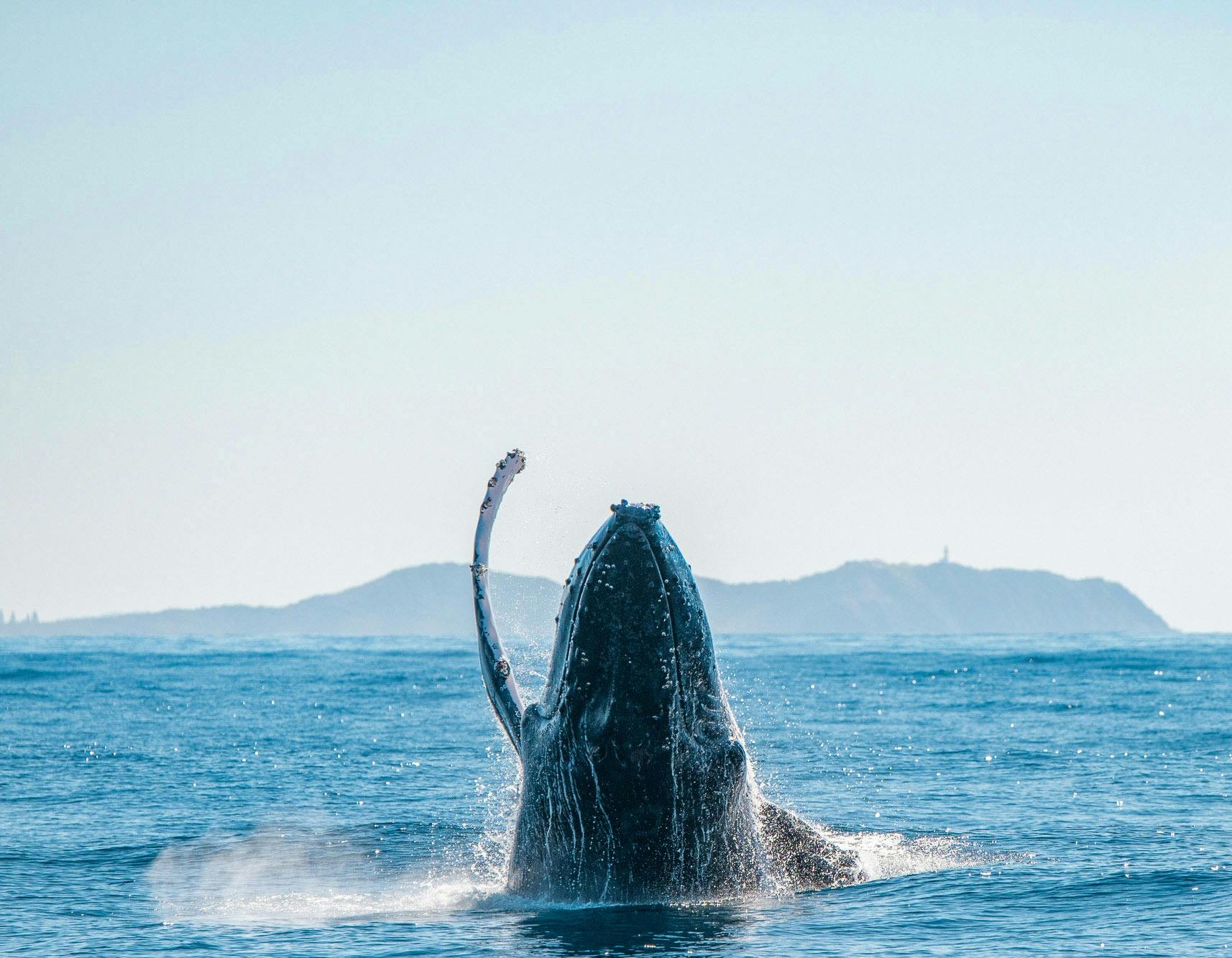 Whale Breaching Byron Bay Lighthouse