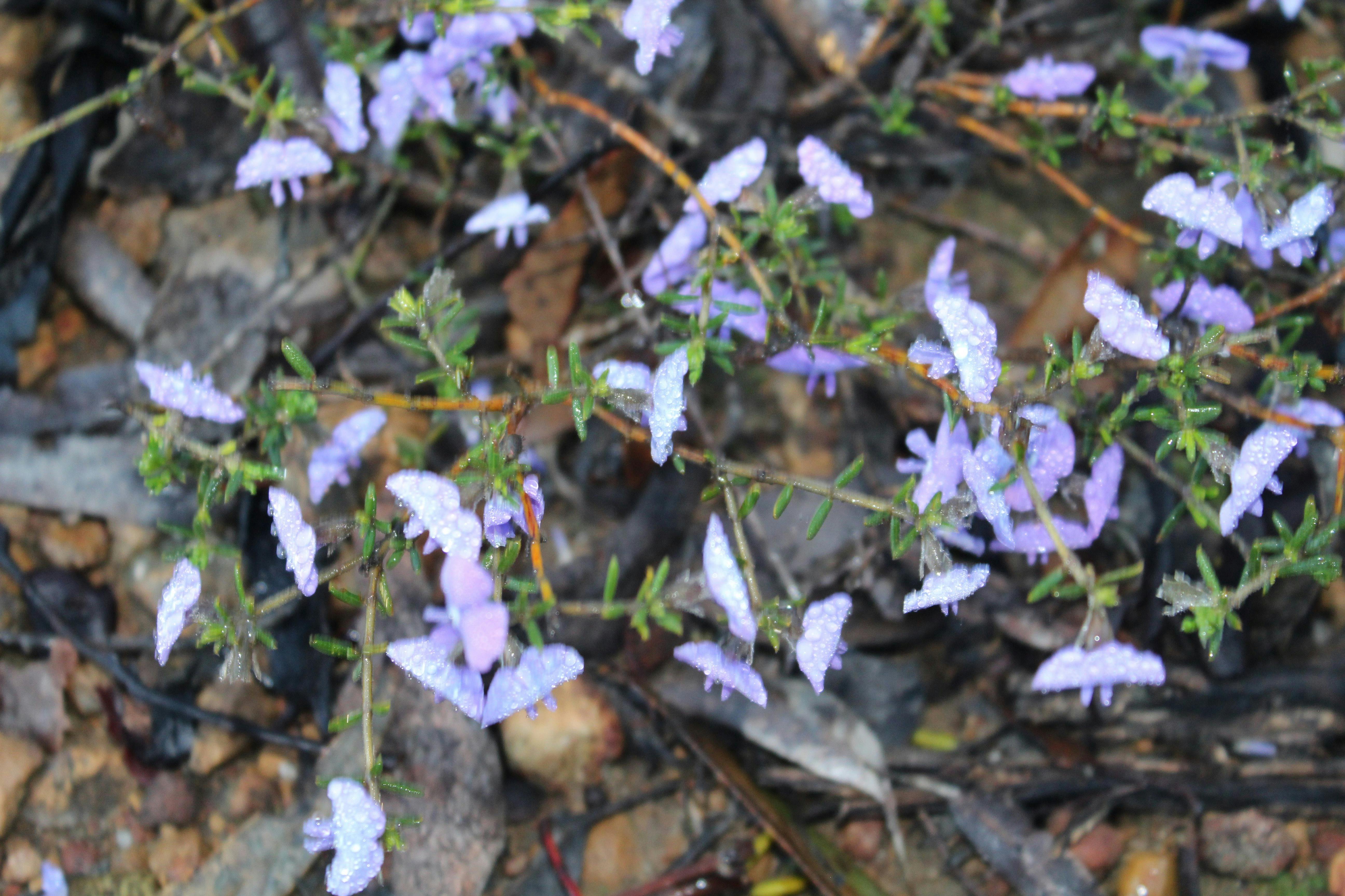 Wongamine Nature Reserve