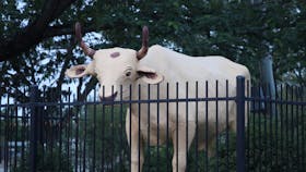 Banana the Bullock