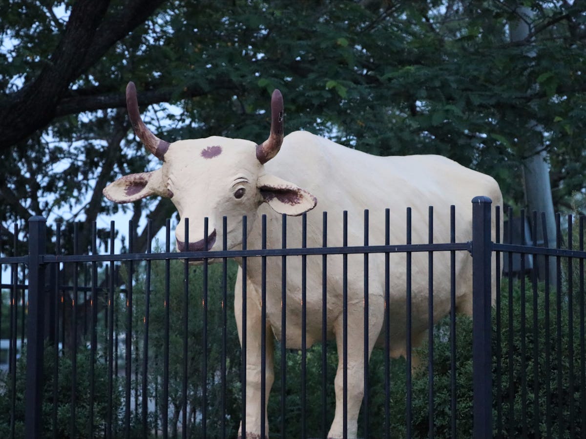 Banana the Bullock Banana the Bullock