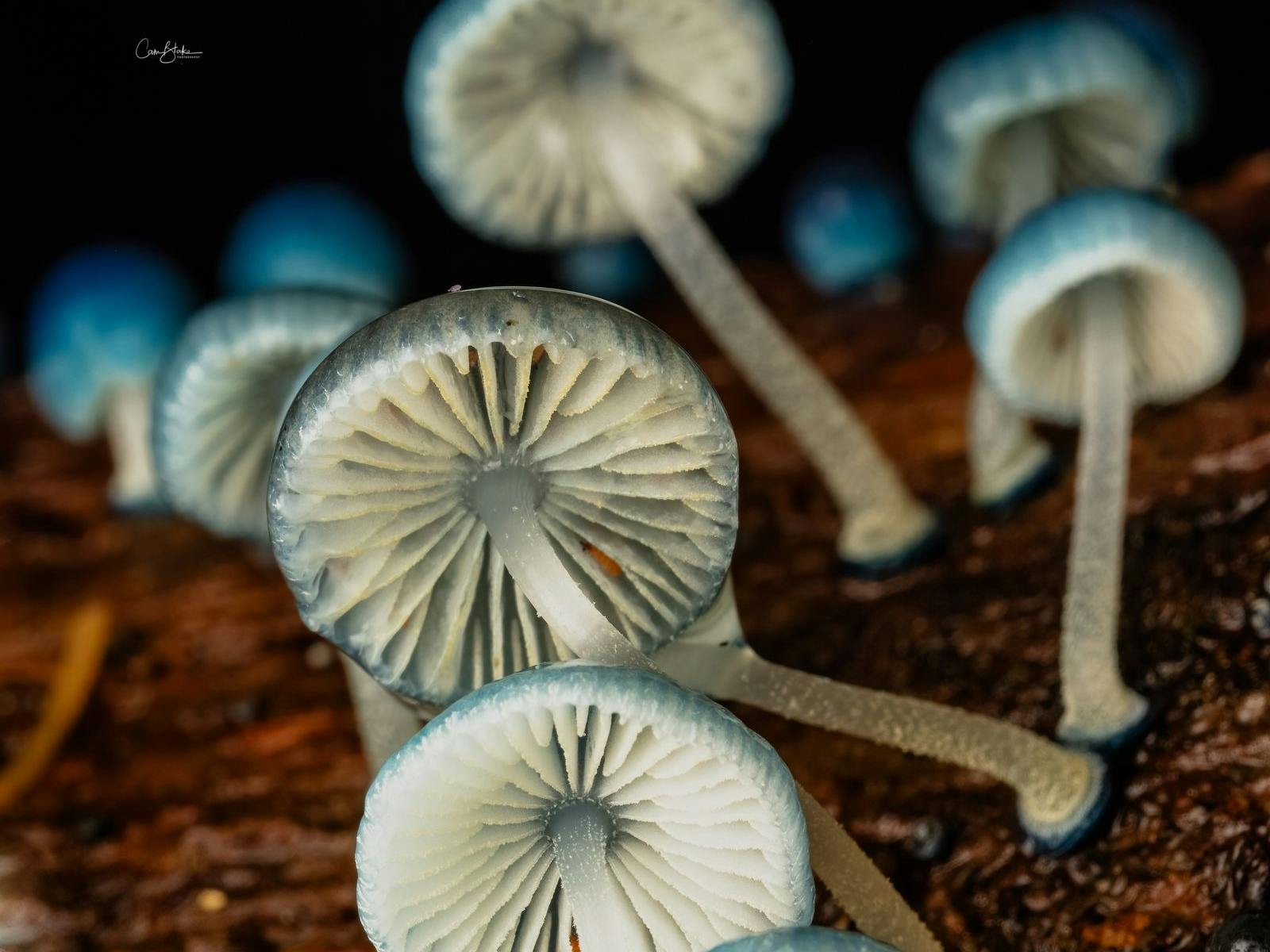 Fungi