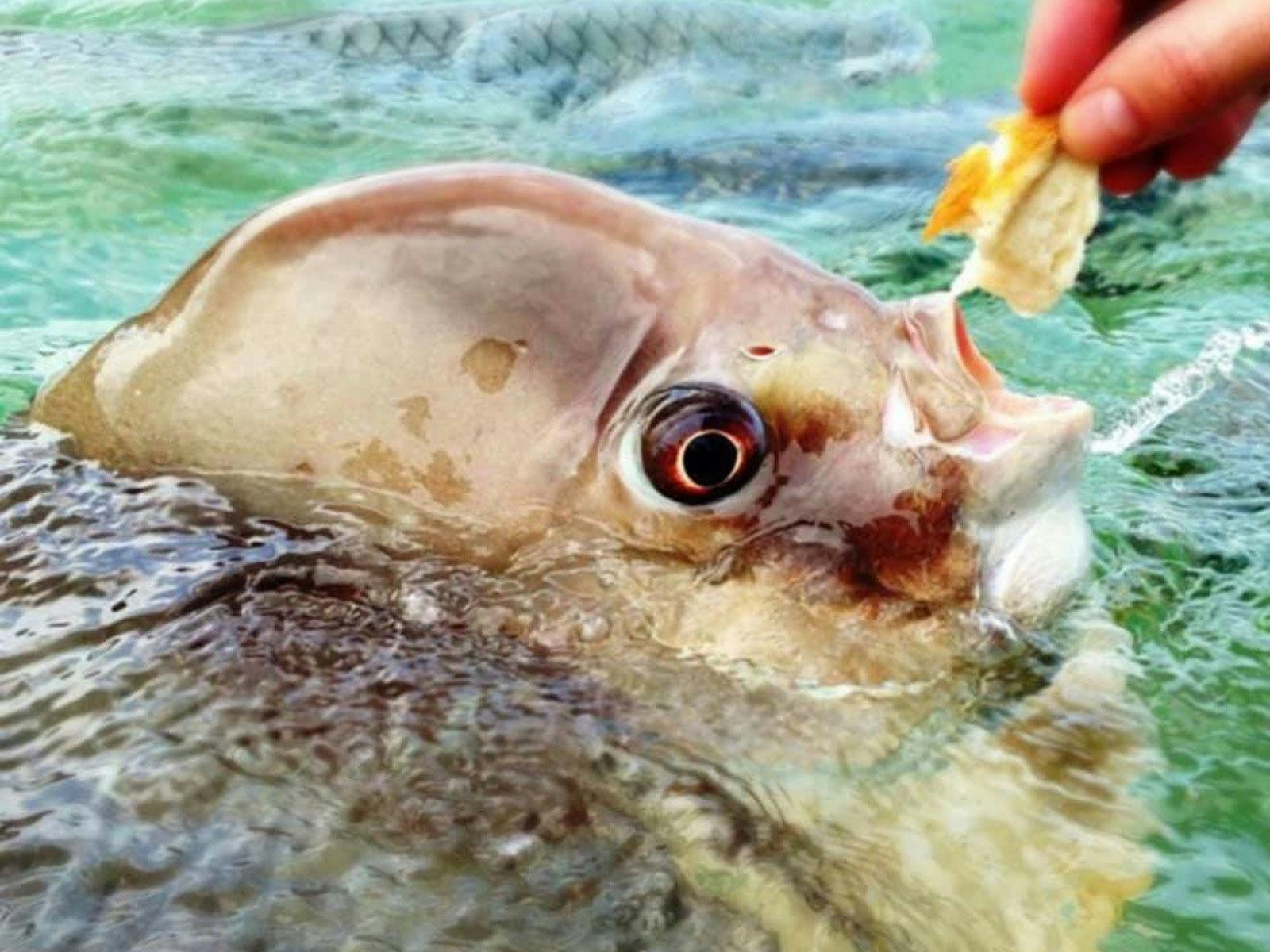 Bruce the Bat Fish