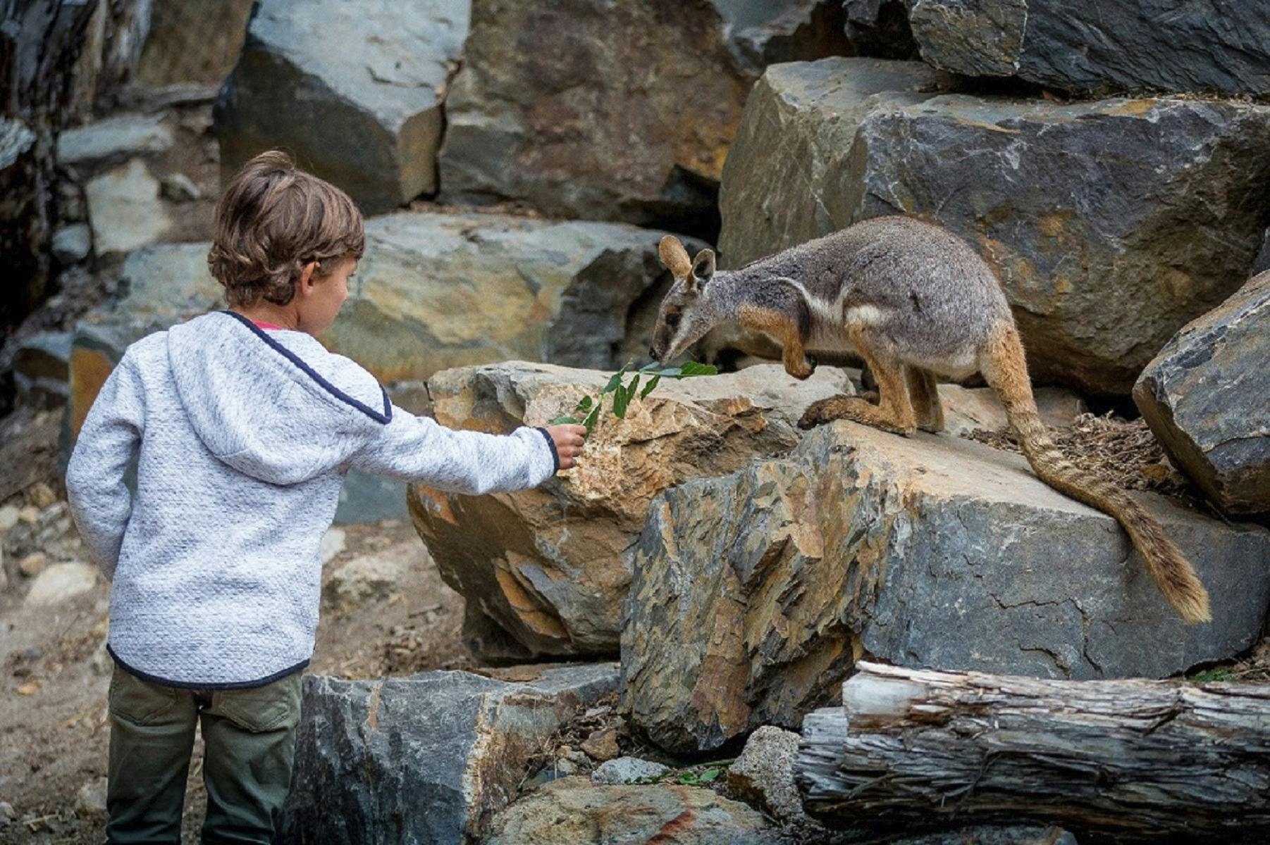 Animals Anonymous Wildlife Encounters