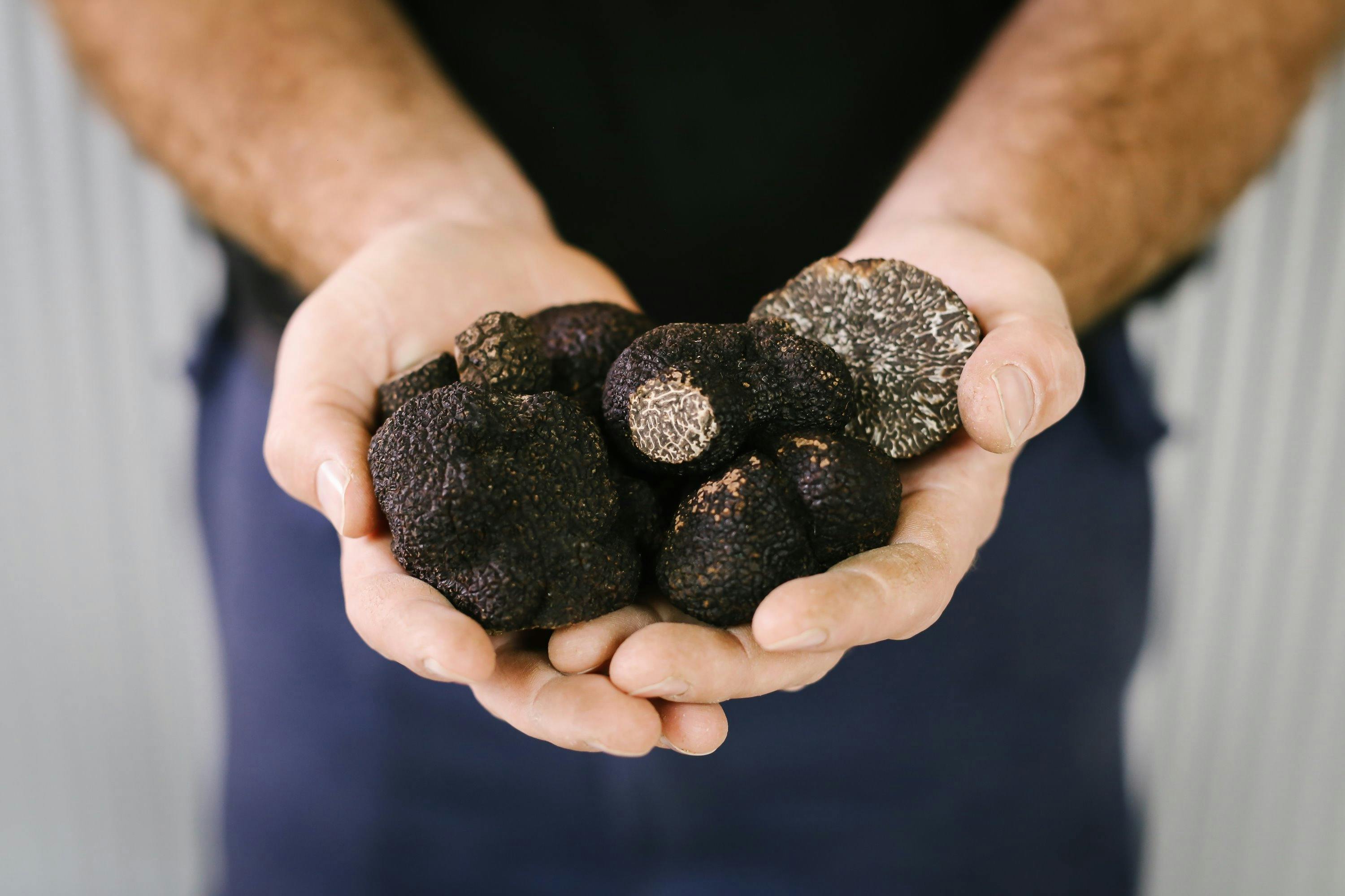 Farmer with handful of large truffles
