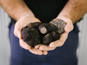 Farmer with handful of large truffles