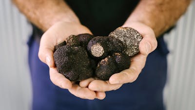 Farmer with handful of large truffles