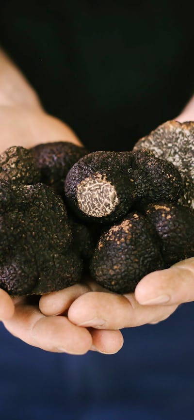 Farmer with handful of large truffles