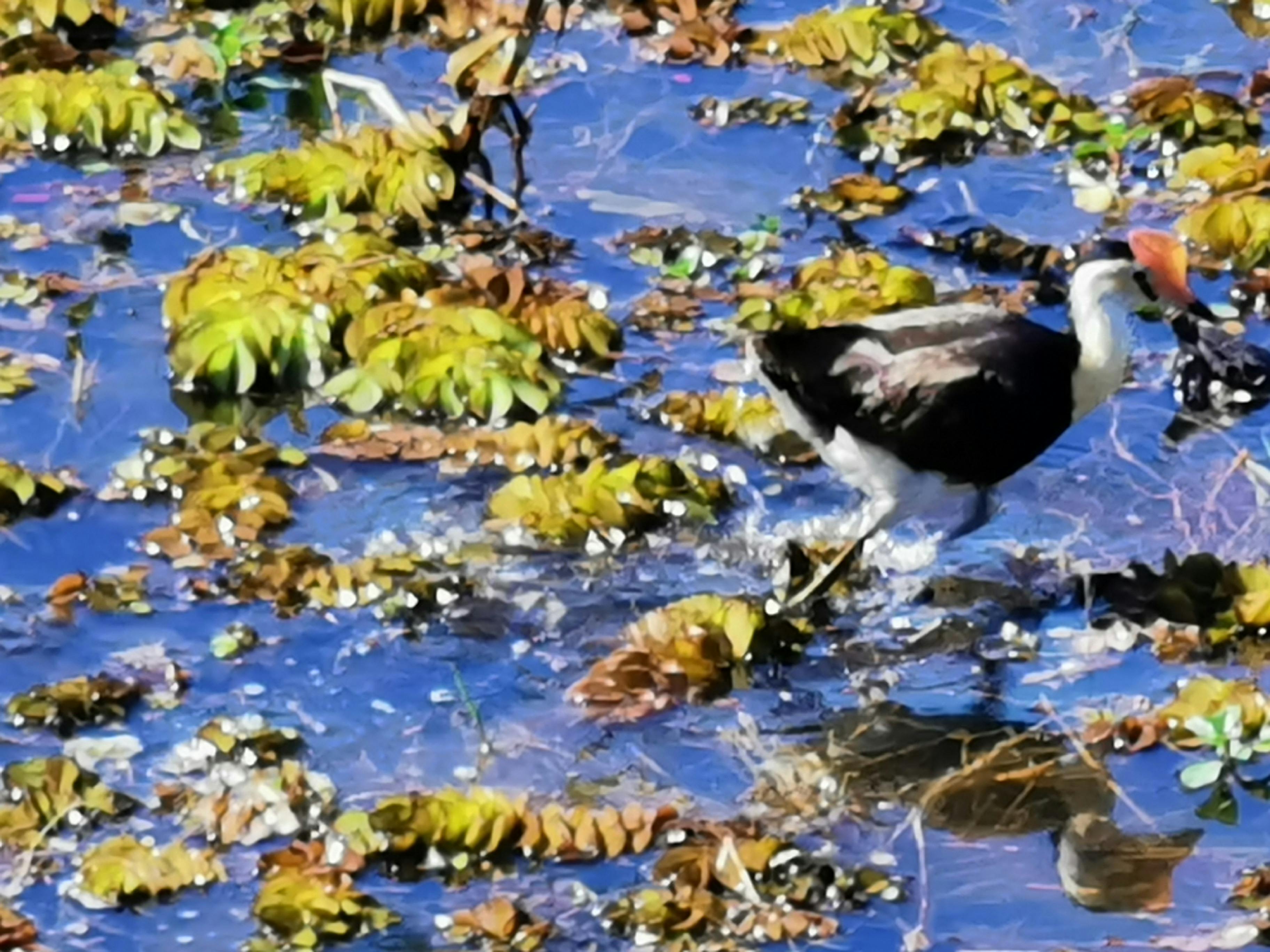Jacana at Fogg Dam