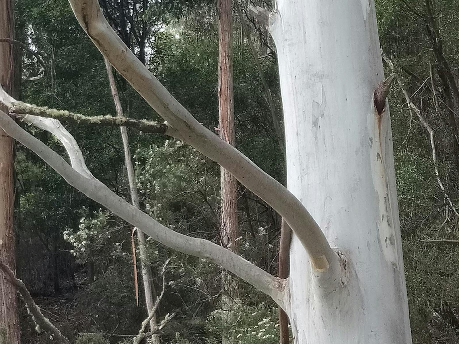 White gums or Eucalyptus Viminalis border the camping area