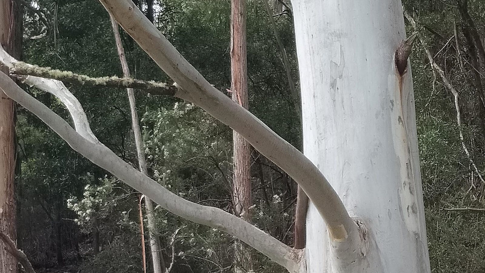 Huon valley Priority protected vegetation