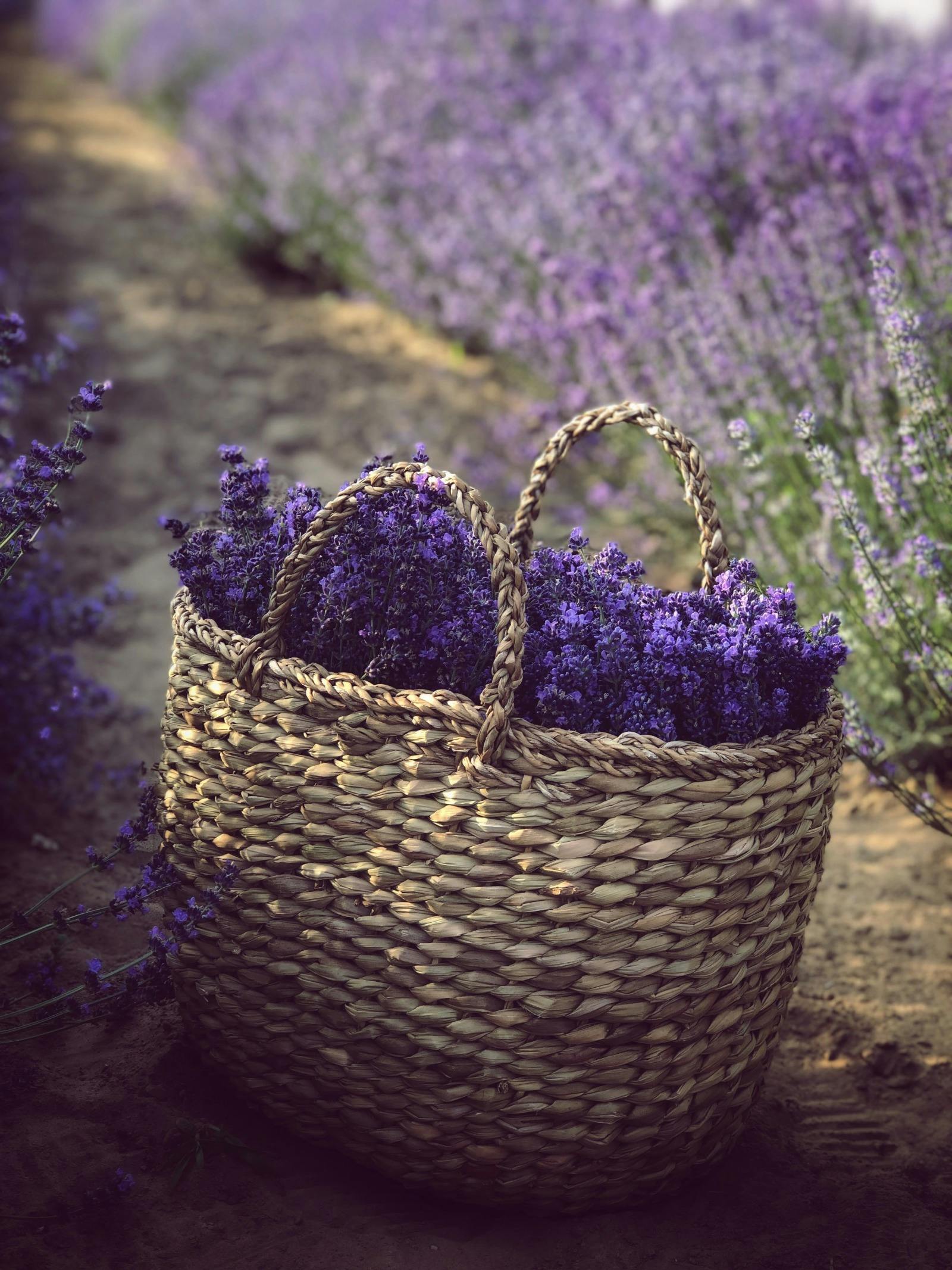 Rustique Lavender Farm